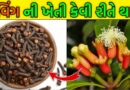 how to Laung Making & Farming in gujarati