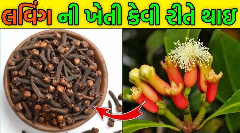 how to Laung Making & Farming in gujarati