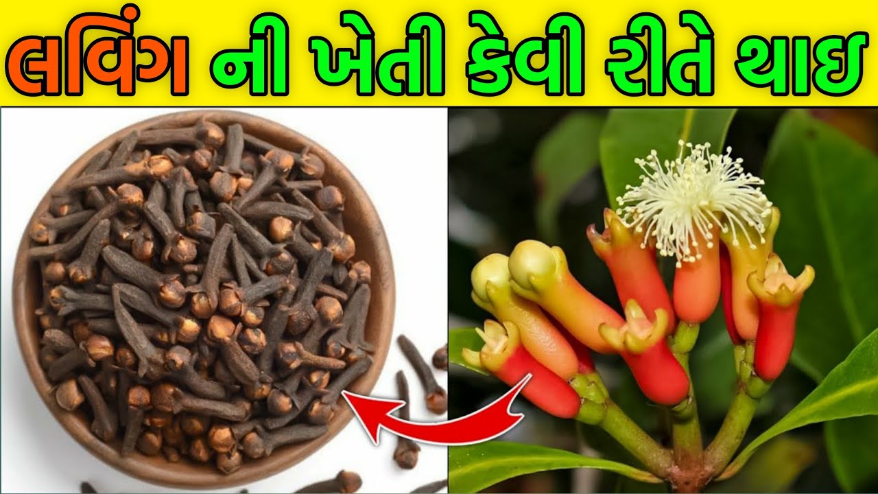 how to Laung Making & Farming in gujarati