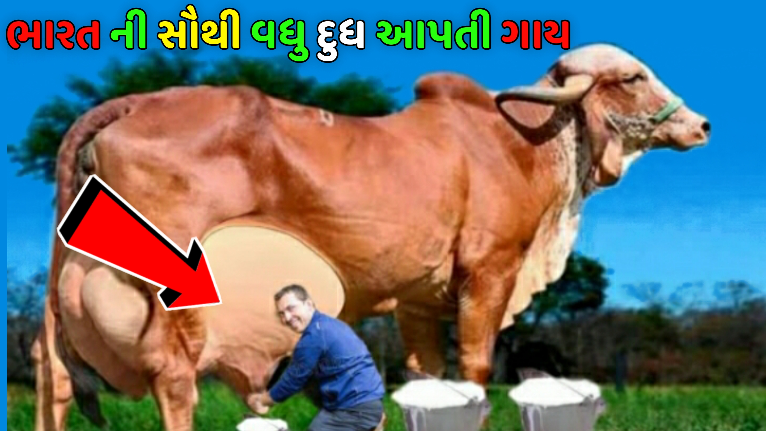 ભારતની સૌથી વધુ દૂધ આપતી દેશી ગાય