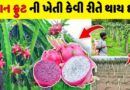 How Dragon Fruit Farming in Gujarati