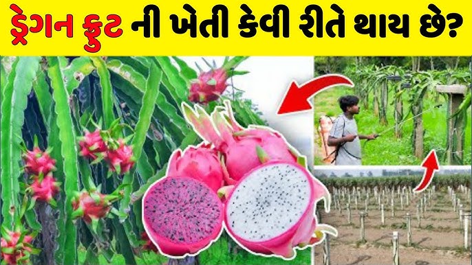 How Dragon Fruit Farming in Gujarati