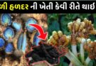 How is black turmeric cultivated and how can farmers cultivate it