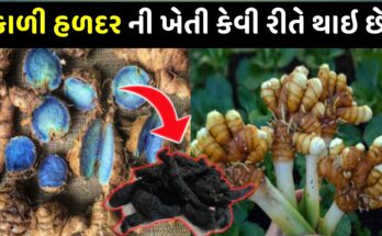 How is black turmeric cultivated and how can farmers cultivate it