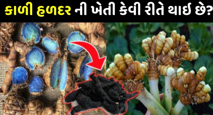 How is black turmeric cultivated and how can farmers cultivate it